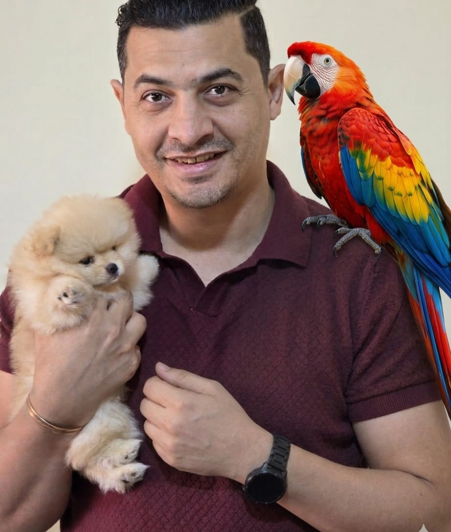 Stunning White Pomeranian Pedigree Puppy